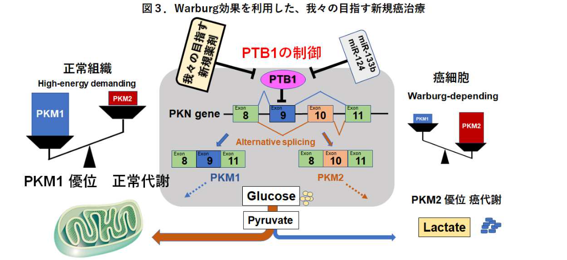 Warburg効果に関する研究