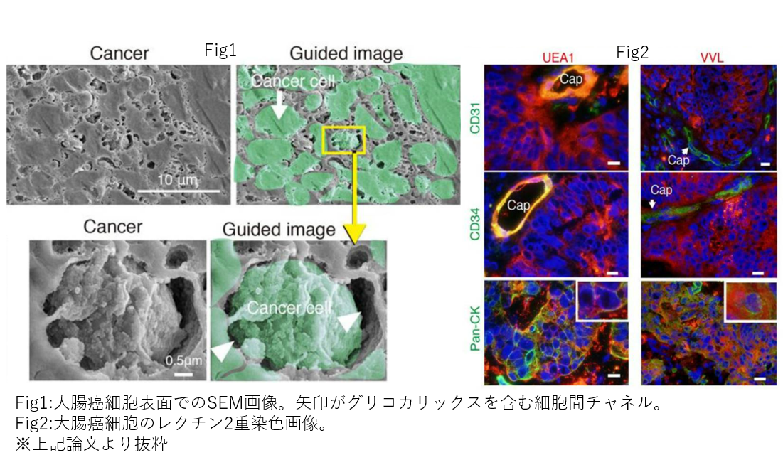 グリコカリックスに関する研究