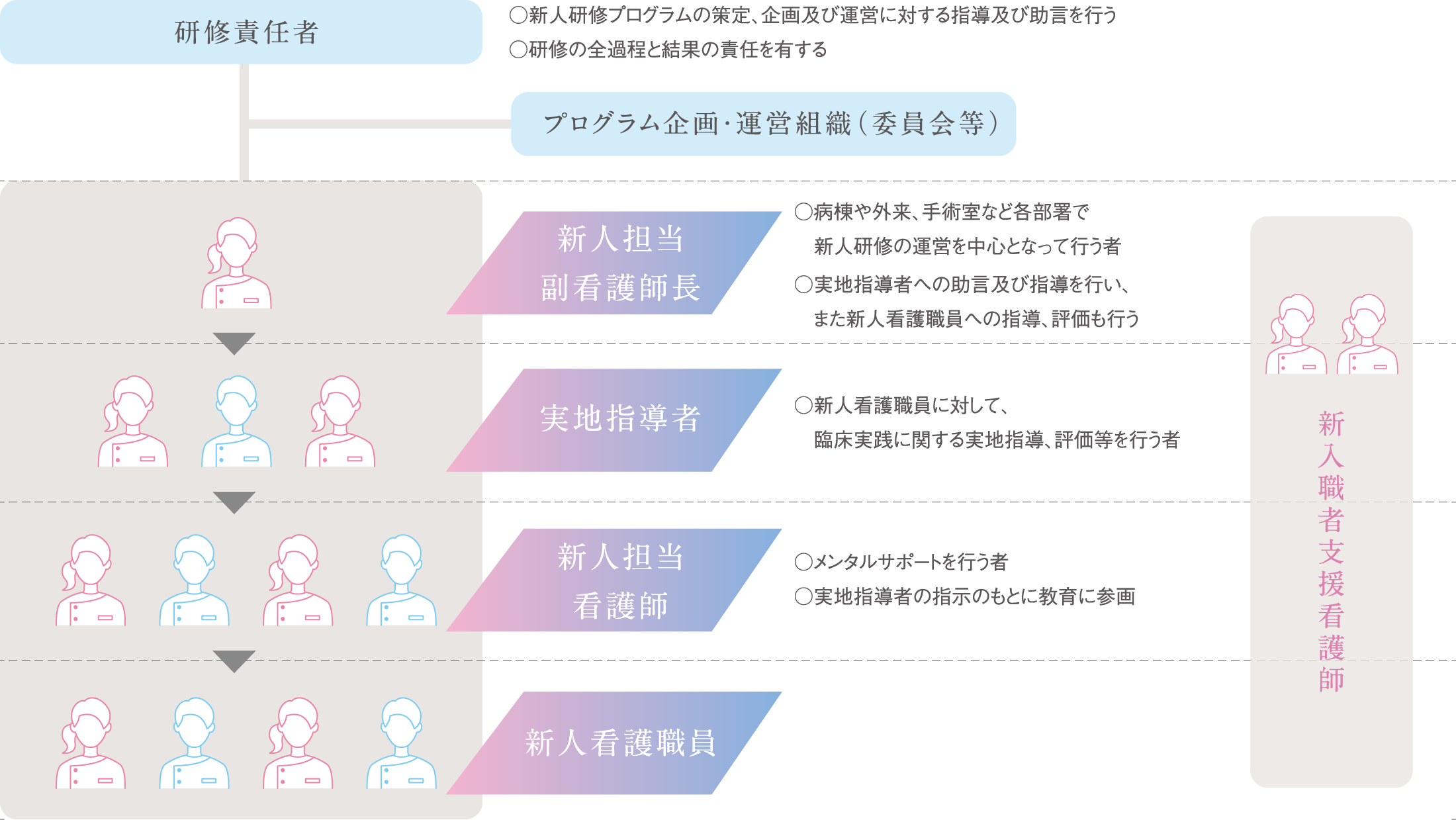 看護部新人看護師教育体制の図